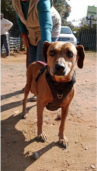 Brown dog, looking intently at the camera