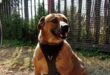 Brown dog sitting on a patch of grass