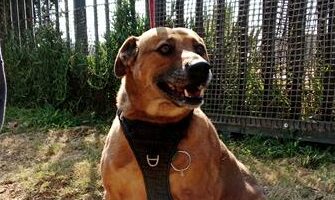 Brown dog sitting on a patch of grass