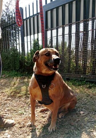 Brown dog sitting on a patch of grass
