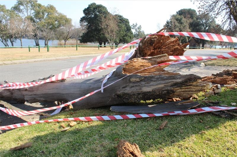 Photo of a tree branch covered in caution tape