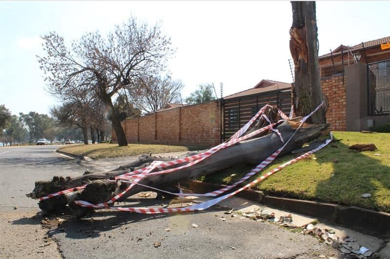 Image of a large tree branch laying across the road with caution tape surrounding it