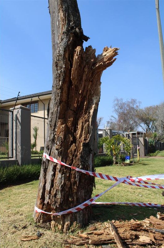 Tree stump showing damage caused by termites