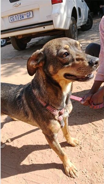 Brown and black dog wearing a pink harness