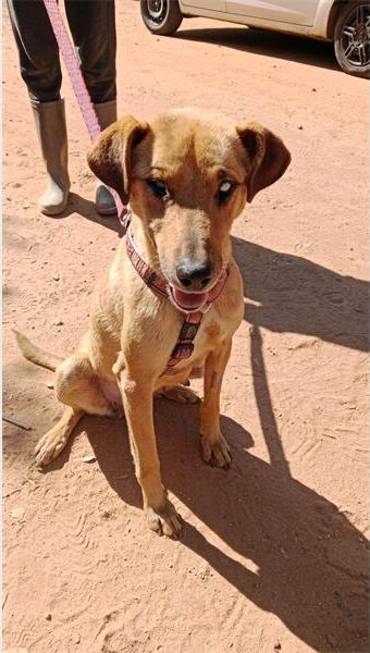 Brown dog with floppy ears and milky left eye sitting on the ground