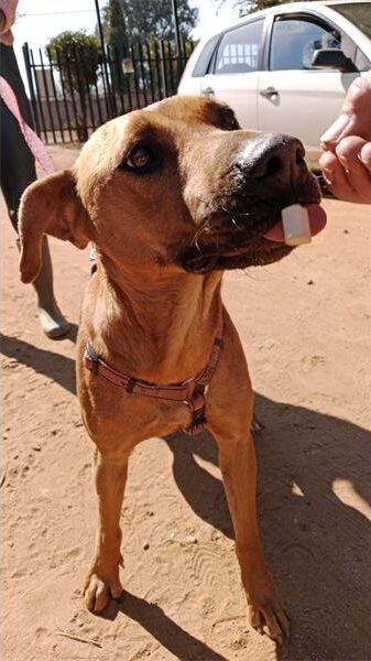 Brown dog has its tongue sticking out as it eats a treat