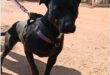 Black dog with its left ear standing up