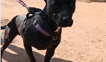 Black dog with its left ear standing up