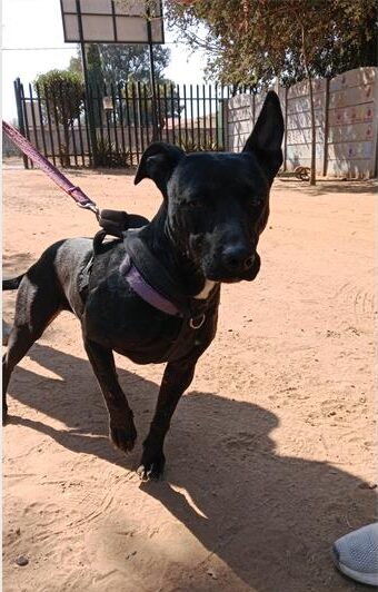 Black dog with its left ear standing up