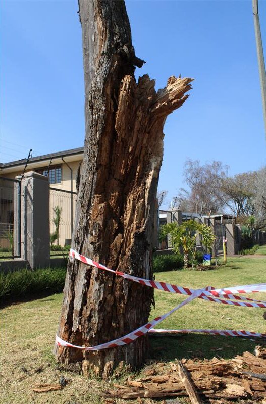 Tree stump showing damage caused by termites