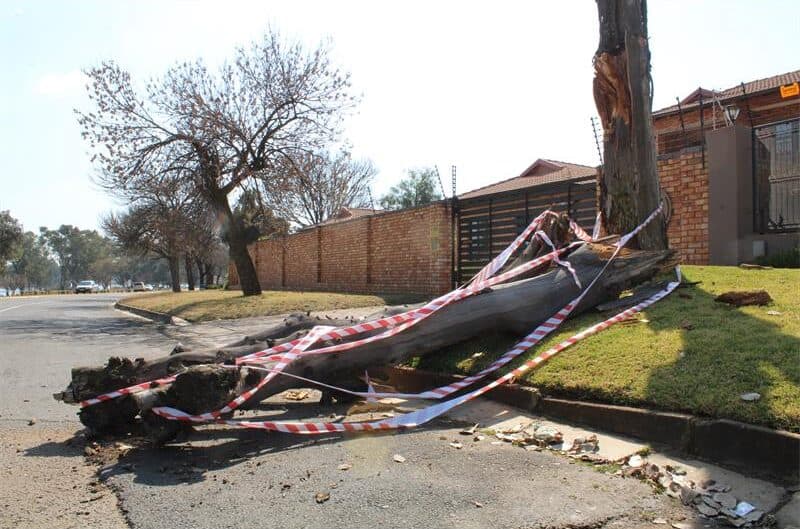 Image of a large tree branch laying across the road with caution tape surrounding it