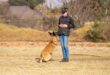 Woman stands with her hands crossed looking at a brown dog