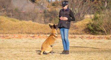 Woman stands with her hands crossed looking at a brown dog