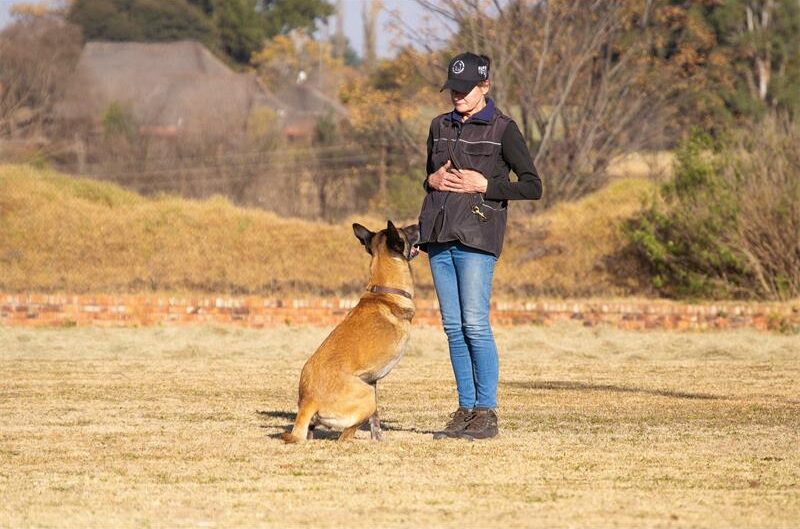 Woman stands with her hands crossed looking at a brown dog