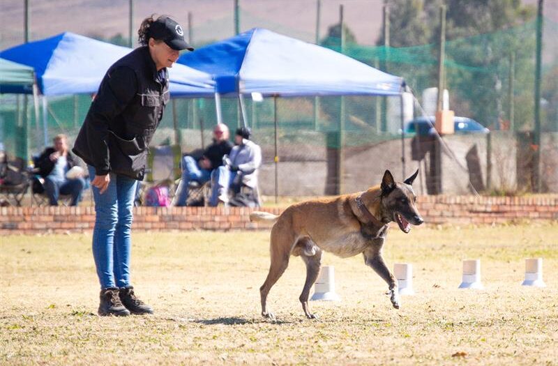 Three-legged dog running from a woman