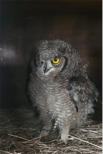 The Spotted Eagle Owl was discovered on the highway between Standerton and Volksrust by the SPCA inspector Jen Tinkler and safely handed to Owlproject.org.