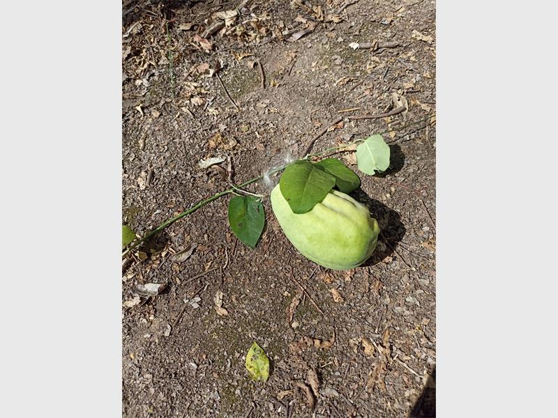 A green fruit from a tree lying on the ground.
