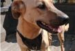 Tan coloured dog standing at the back of a bakkie looking to the side