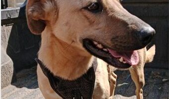 Tan coloured dog standing at the back of a bakkie looking to the side