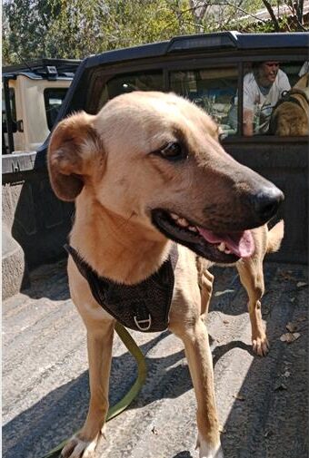 Tan coloured dog standing at the back of a bakkie looking to the side