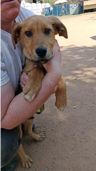 Brown puppy being held by a white woman