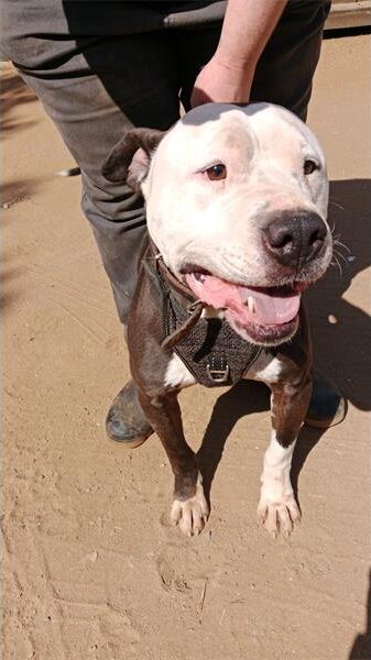 Brown dog with a white face