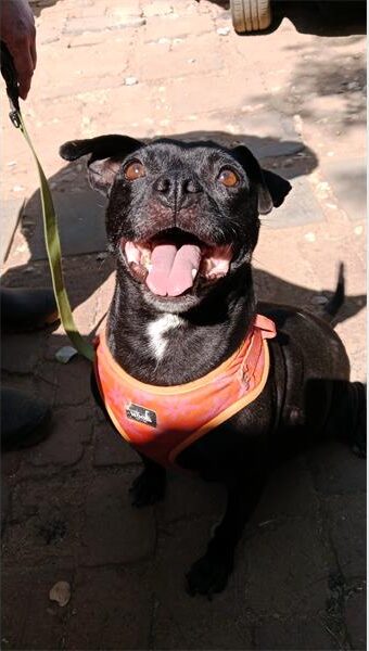 Black dog with an orange harness looking up with her mouth open