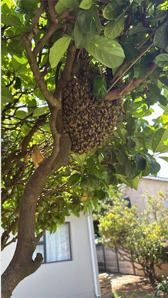 Image of a swarm of bees resting in a tree during their migration.