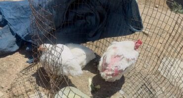 Chickens with feathers plucked in a wire encloser standing on sand
