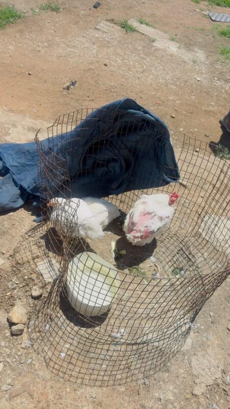 Chickens with feathers plucked in a wire encloser standing on sand
