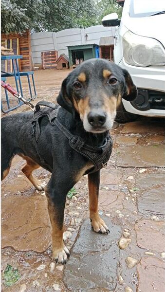 Black and brown dog on a leash