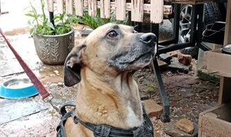 Three-legged brown dog sitting