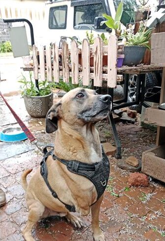 Three-legged brown dog sitting
