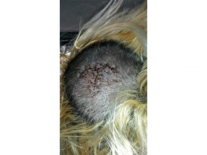 A close-up of the wound.