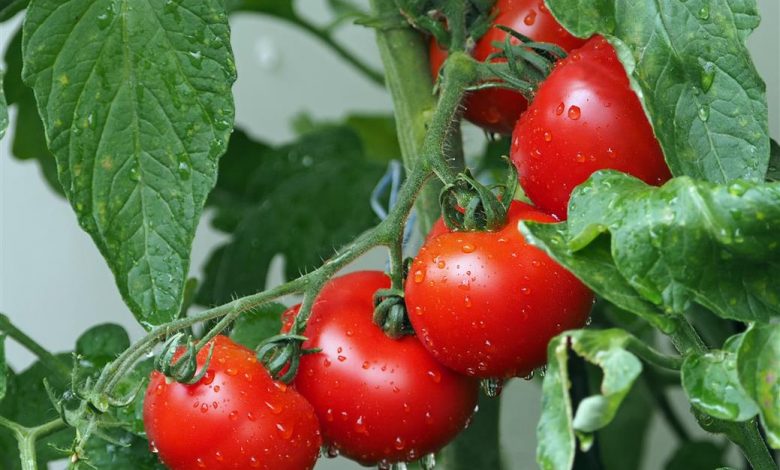 AliceCoetzee - 15-10-2021-gardening- gardening for health photo 1 (Medium)