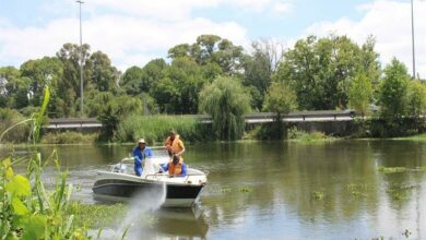 Hyacinthlaunch(6)_04545