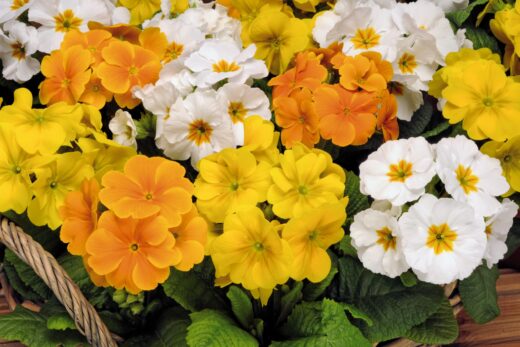 Alice Coetzee - 03-06-2022- gardening- we're planting photo 3