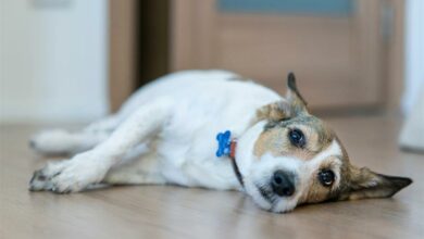 Yourpetcan'ttell_99651