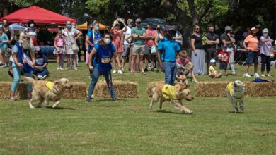 GUIDEDOGS_42239