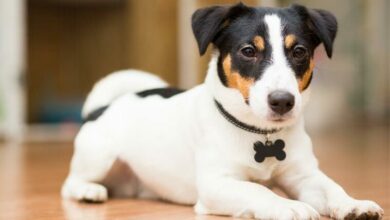 pets_33292
