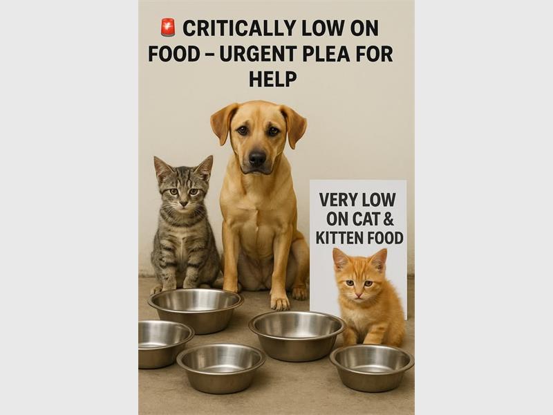 Food supplies for dogs, puppies, cats and kittens are critically low. Drop off donations at the SPCA, or contribute financially to help restock.