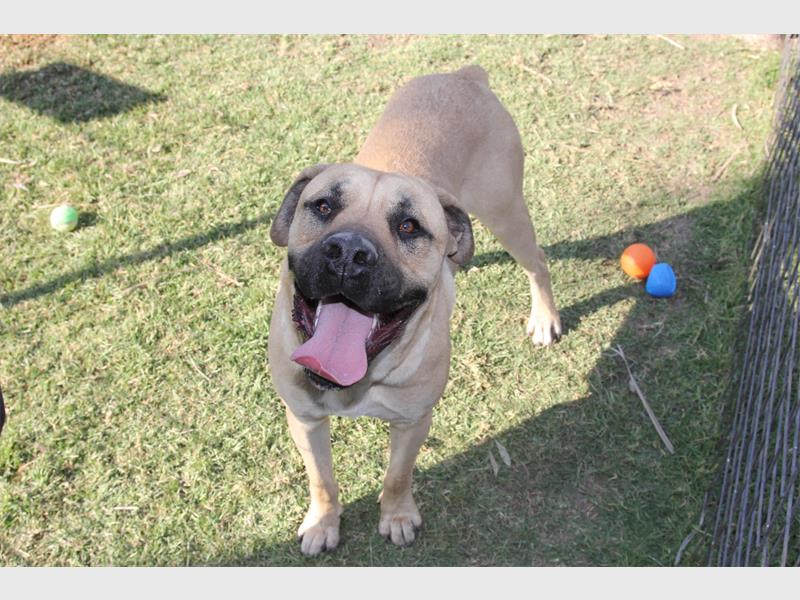 Your new best friend is waiting for you at the Brakpan SPCA.
