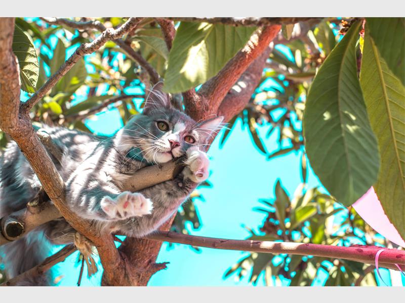 Helping your cat get used to every part of the process, from transport to handling, can make a vet visit much easier.