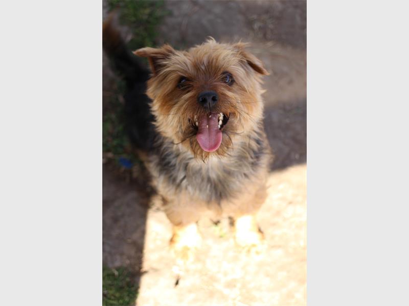 Your new best friend is waiting for you at the Brakpan SPCA.