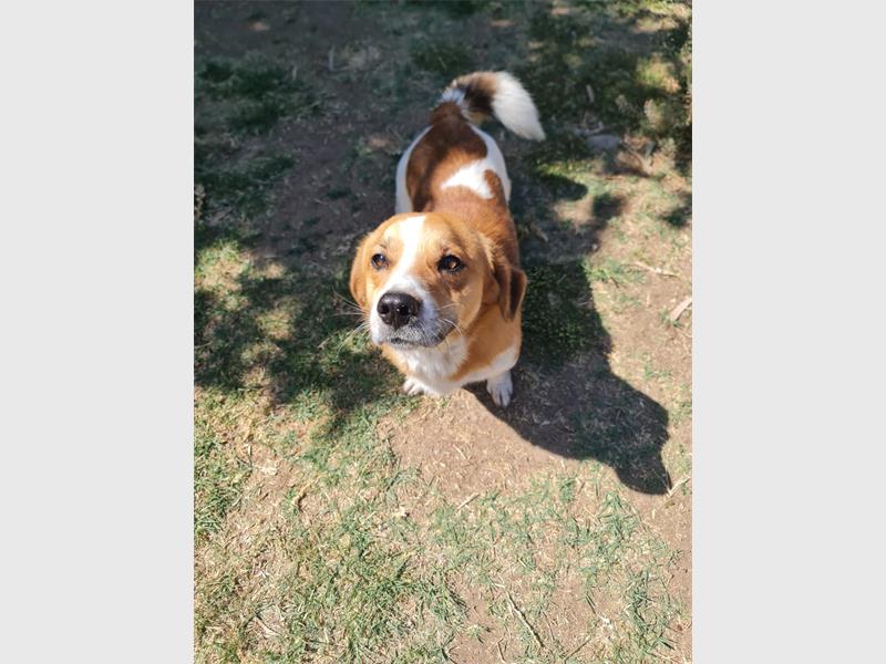Your new best friend is waiting for you at the Brakpan SPCA.