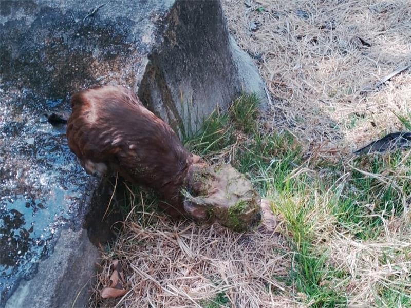 The puppy was one of three dogs that got out and were roaming the grounds of the Brakpan CCC.