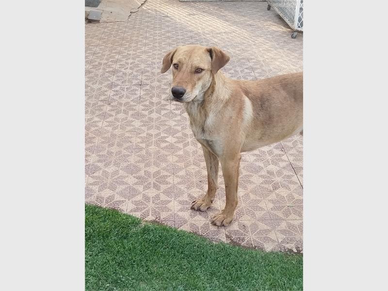 Once left to fend for himself after the fires in Plastic City, Frikkie is now thriving and looking for a loving home.