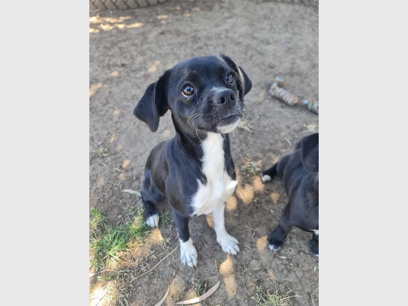 Your new best friend is waiting for you at the Brakpan SPCA.