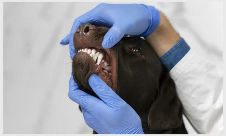 The Department of Agriculture has sounded the alarm after a surge in rabies infections across South Africa, warning the public to avoid stray animals and ensure pets are vaccinated.