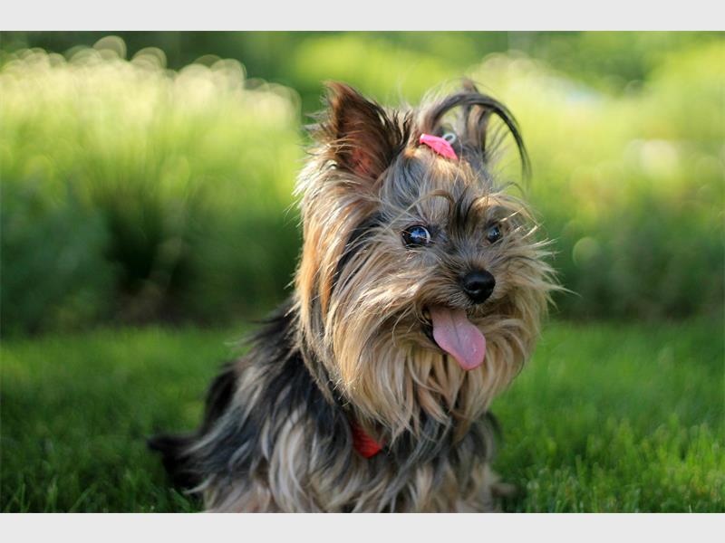 Just like humans, your cat or dog could develop diabetes. The good news is that it’s manageable and if you catch it early, your beloved pet can still lead a full and happy life.